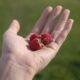The Sweet Taste of Summer: Wild Raspberry Season in West Virginia