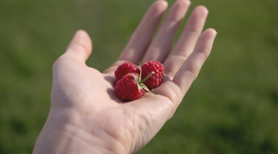 The Sweet Taste of Summer: Wild Raspberry Season in West Virginia